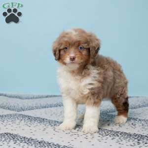 Easton, Mini Aussiedoodle Puppy